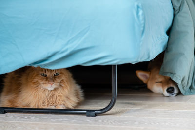 Cute cat and shiba inu dog sleeping on wooden floor in room nordic furniture. cozy vibes