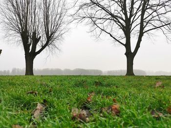 Bare tree on field