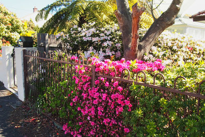 Flowers growing on tree