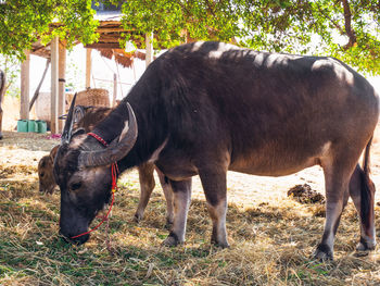 Cows standing in a field