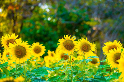 Close-up of yellow flowering plants on land