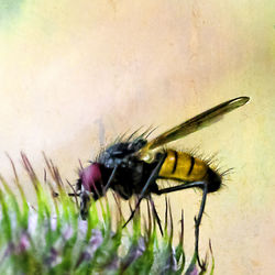 Close-up of black insect