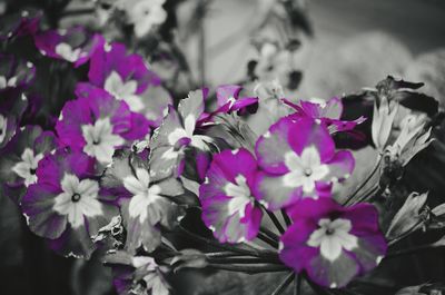 Close-up of pink flowers