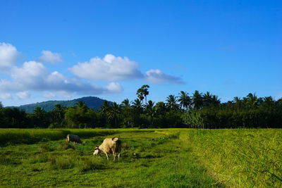 Cows grazing on field against sky