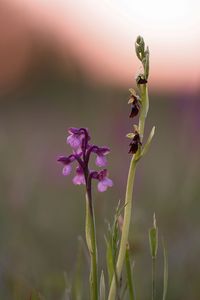 Close-up of flower