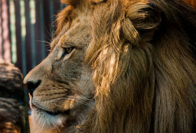 Close-up of a cat looking away at zoo