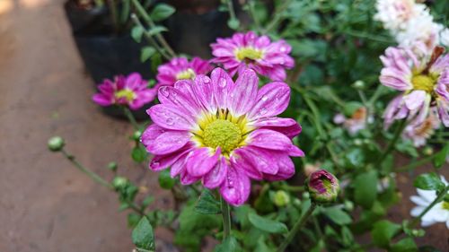 Close-up of flowers blooming outdoors