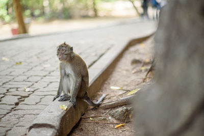 Squirrel sitting on footpath