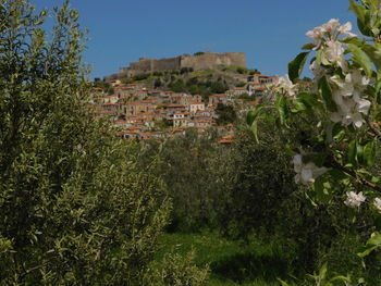 Trees against clear sky