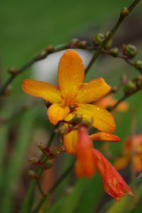 Close-up of flower against blurred background