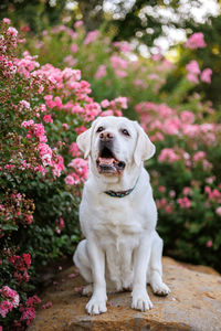 Labrador retriever in flowers 