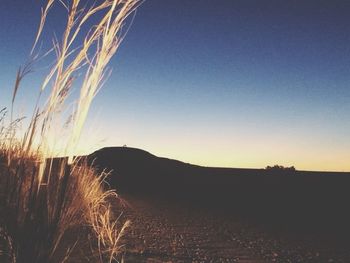 Close-up of wheat against clear sky