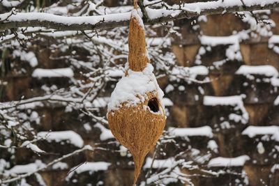 Close-up of frozen hanging on tree