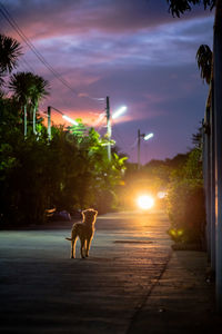 Dog on street at sunset