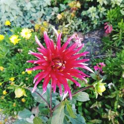 Close-up of red flower blooming outdoors