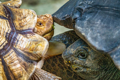 Close-up of two turtles fighting