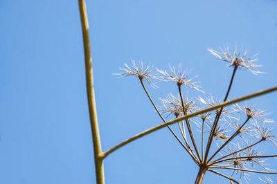 Low angle view of dandelion growing against clear blue sky