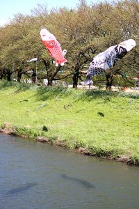 View of trees in water