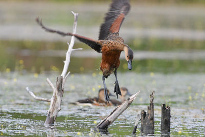 Close-up of bird in lake