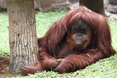 Monkey sitting on tree trunk