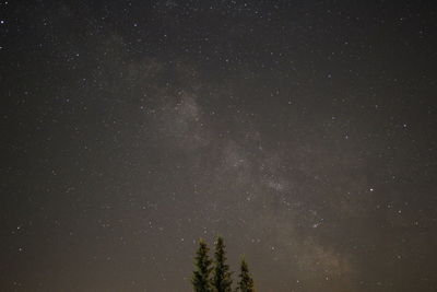 Low angle view of trees against star field at night