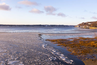 Flock of canada geese on the st. lawrence river at low tide during a winter golden hour sunrise