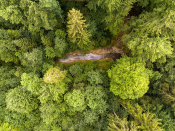 High angle view of plants growing in forest