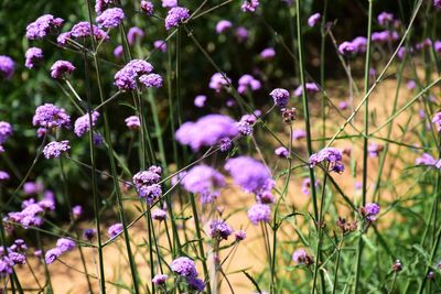 Close-up of purple flowering plants