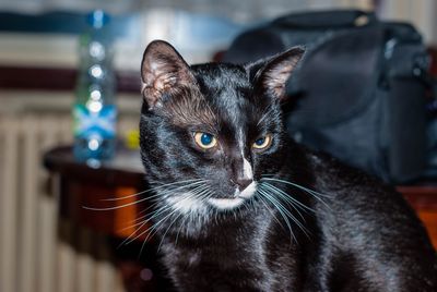 Close-up portrait of black cat at home