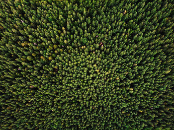 Full frame shot of trees in forest