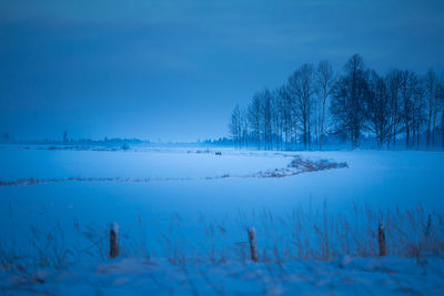 Wild roe deer feeding in the snowy field in early winter morning.