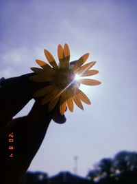 flowering plant