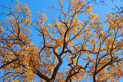 Low angle view of trees against clear blue sky