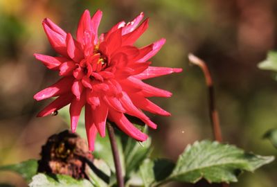 Close-up of red flowering plant