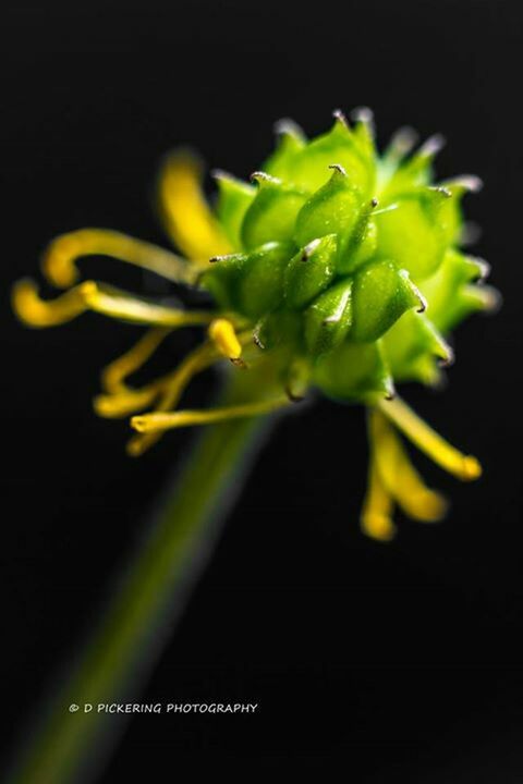 flower, growth, freshness, fragility, beauty in nature, close-up, night, plant, green color, nature, petal, black background, leaf, flower head, yellow, stem, focus on foreground, selective focus, studio shot, no people