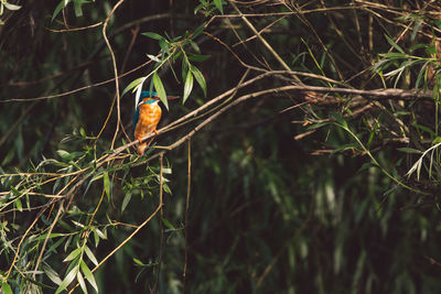 Close-up of bird perching on branch