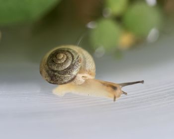 Close-up of snail