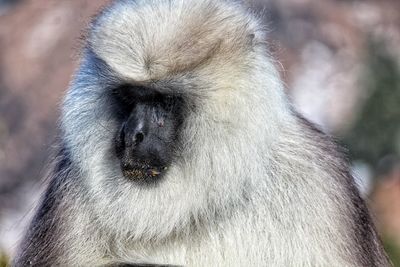 Close up of white langur animal 