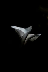 Close-up of white flower against black background