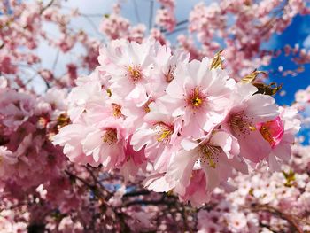 Close-up of pink cherry blossoms in spring