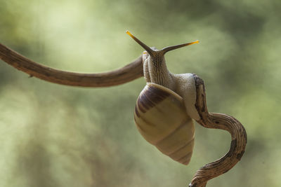 Snail from borneo forest