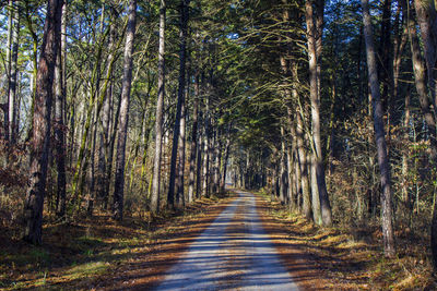 Dirt road amidst trees in forest
