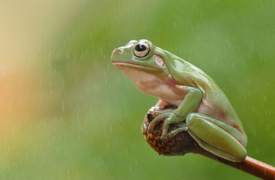Close-up of artificial frog in rain