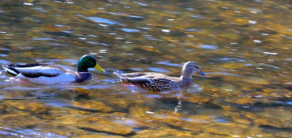 Ducks swimming in lake