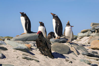 View of birds on beach