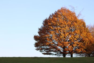 Trees against clear sky during autumn