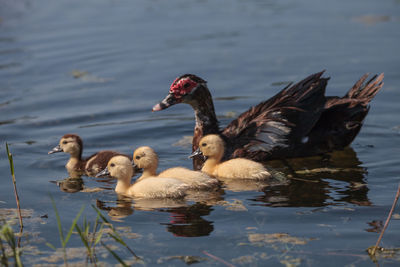 Ducks in lake