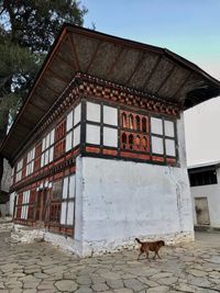 View of a dog against building