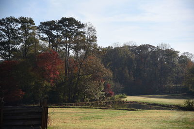 Trees in park during autumn