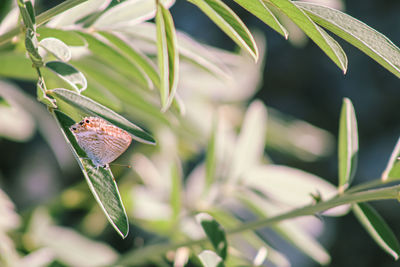 Close-up of butterfly on leaf